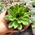 ECHEVERIA FLAMENCO (PT 9) - loja online