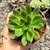 ECHEVERIA FLAMENCO (PT 9) - comprar online