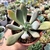 Imagem do PACHYPHYTUM LONGIFOLIUM (PT 9)