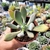 PACHYPHYTUM LONGIFOLIUM (PT 9) - comprar online