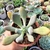 PACHYPHYTUM LONGIFOLIUM (PT 9) - loja online