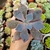 ECHEVERIA AFTERGLOW (PT 9) - loja online