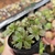 AEONIUM CATLIN MINOR (PT 9) - Flor da Manhã