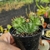 EUPHORBIA LACTEA CRISTATA - (PT 9) - comprar online