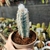 PILOSOCEREUS LEUCOCEPHALUS (PT 9) CACTO AZUL PELUDO - comprar online