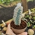 PILOSOCEREUS LEUCOCEPHALUS (PT 9) CACTO AZUL PELUDO - loja online