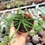 EUPHORBIA FLANAGANII CABEÇA DE MEDUSA (PT 9) na internet