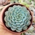 ECHEVERIA MINIMA WHITE (PT 9) - loja online