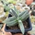 CRASSULA TENELLI (PT 7) - loja online