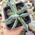 CRASSULA TENELLI (PT 7) - comprar online