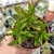 KALANCHOE SPIDER (PT 9) - comprar online