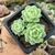 ECHEVERIA DERENBERGII (PT 7) - loja online