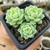 ECHEVERIA DERENBERGII (PT 7) - comprar online