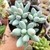 PACHYPHYTUM RZEDOWSKII AZUL (PT 9) - comprar online