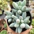 PACHYPHYTUM RZEDOWSKII AZUL (PT 9) na internet