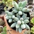 Imagem do PACHYPHYTUM RZEDOWSKII AZUL (PT 9)