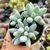 PACHYPHYTUM RZEDOWSKII AZUL (PT 9) - loja online