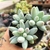 PACHYPHYTUM RZEDOWSKII AZUL (PT 9) - Flor da Manhã