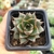 ECHEVERIA DIONÍSIO (PT 7) - comprar online