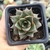 ECHEVERIA DIONÍSIO (PT 7) - loja online