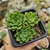 ECHEVERIA GREEN ESMERALD (PT 7) - loja online