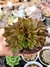 ECHEVERIA BLACK PRINCE CRISTATA "2" (PT 9) - loja online