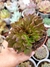 ECHEVERIA BLACK PRINCE CRISTATA "2" (PT 9) - comprar online