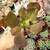 ECHEVERIA GIBIFLORA BIG RED (PT 9) - comprar online