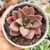 ECHEVERIA MOHANI X XICHUAUENSIS (PT 9) - loja online