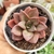 ECHEVERIA MOHANI X XICHUAUENSIS (PT 9) - comprar online