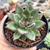 ECHEVERIA AGAVOIDES MORGAIN (PT 9) - comprar online