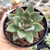 ECHEVERIA AGAVOIDES MORGAIN (PT 9) na internet