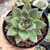 ECHEVERIA AGAVOIDES MORGAIN (PT 9) - loja online