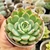 ECHEVERIA LABIOS ROSADOS (PT 9) - loja online