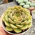 ECHEVERIA LOUISE (PT 9) - loja online