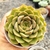 ECHEVERIA LOUISE (PT 9) - comprar online