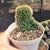 CLEISTOCACTUS CRISTATA (RABO DE SEREIA) (PT 9) - comprar online