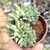 ECHEVERIA DAGDA CRISTATA ( PT 9) na internet