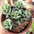 Imagem do ADROMISCHUS CARYOPHYLLACEUS (PT 9)