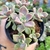 GRAPTOPETALUM BERNALENSE (PT 9) na internet