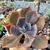 ECHEVERIA GIBBIFLORA ZAUBERBLUME (PT 9) - loja online