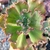 ECHEVERIA GIBB SPEED BUMPS CARUNCULAS (PT 9) na internet