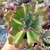 ECHEVERIA GIBB SPEED BUMPS CARUNCULAS (PT 9) - comprar online