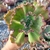 ECHEVERIA GIBB SPEED BUMPS CARUNCULAS (PT 9)