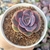 Imagem do ECHEVERIA ORION x PAINTED (PT 9)