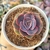 ECHEVERIA ORION x PAINTED (PT 9) - comprar online