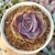 ECHEVERIA ORION x PAINTED (PT 9) - loja online