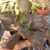 ECHEVERIA GIBB. BLUE CAT (PT 9) CARUNCULAS - loja online