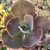 Imagem do ECHEVERIA GIBB. MAGIC LAMP (PT 09) CARUNCULAS