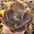 ECHEVERIA GIBB. MAGIC LAMP (PT 09) CARUNCULAS - loja online